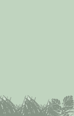 Hawaiian Beet Webworm