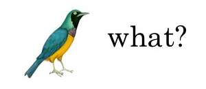 picture of a bird with the word "what"
